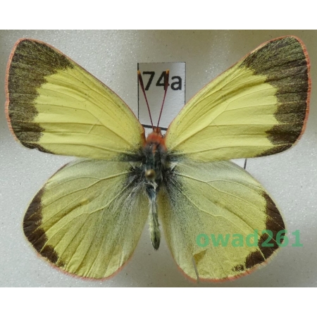 Colias chippewa W. H Edwards, 1870 male Canada74a